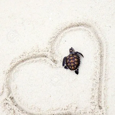 Anna Koralli Apartment Laganas