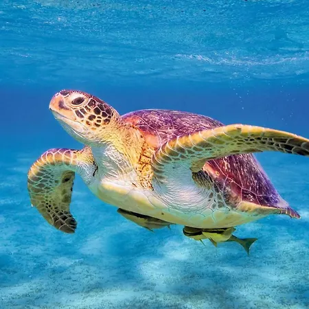 דירה Anna Koralli