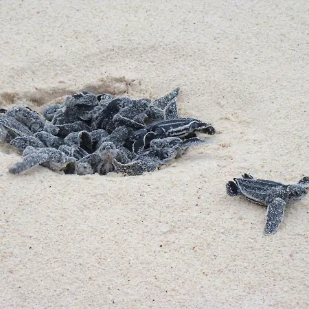 Anna Koralli לגאנאס