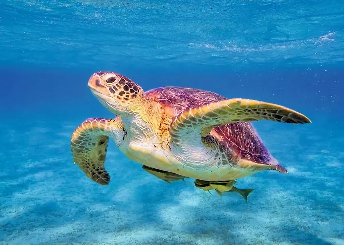 דירה Anna Koralli